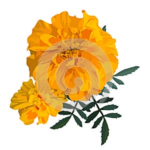 Yellow with orange flower marigold. Vector illustration. photo